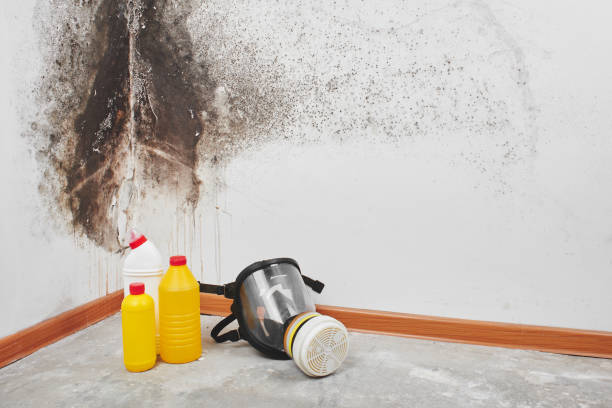 Best Commercial Mold Removal  in Lan, MI