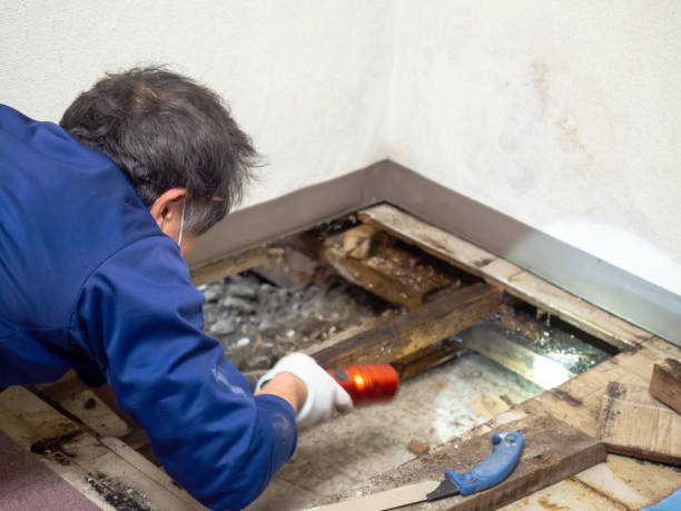 Best Crawl Space Mold Removal  in Lan, MI