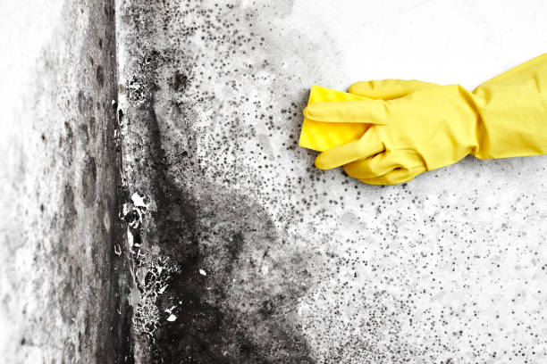 Reliable Milan, MI Mold Removal Solutions