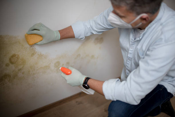 Best Mold Remediation  in Lan, MI