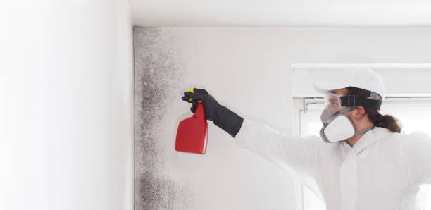 Trusted Milan, MI Mold Removal Experts