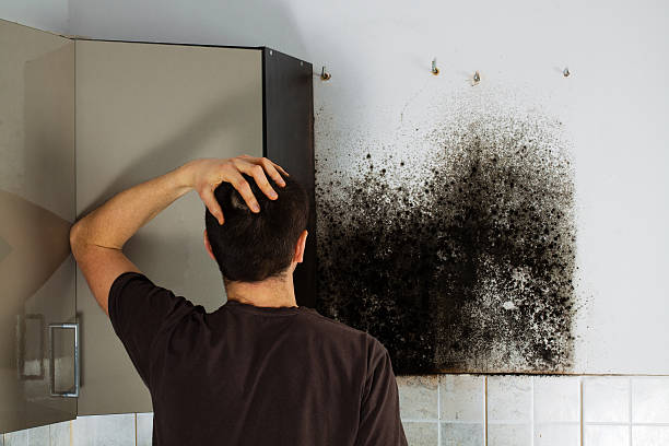 Best Home Mold Removal  in Lan, MI