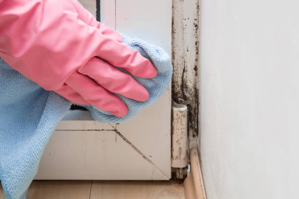 Best Best Mold Removal Companies  in Lan, MI