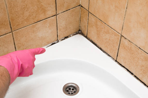 Best Professional Mold Removal  in Lan, MI